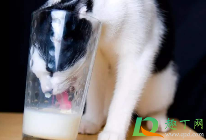 超市的羊奶粉猫能喝吗3