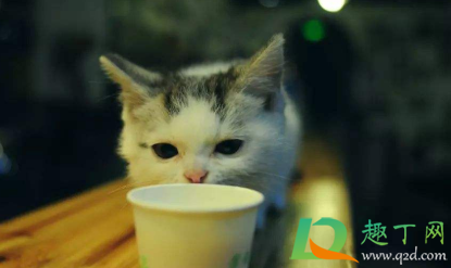 超市的羊奶粉猫能喝吗4