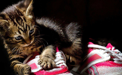 猫咪喜欢闻鞋子是怎么回事