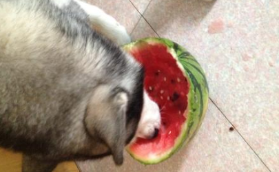狗吃甜瓜会拉肚子吗