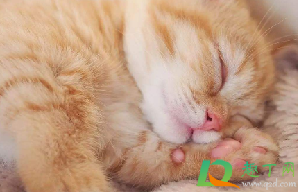 橘猫养多久可以跟人有感情3