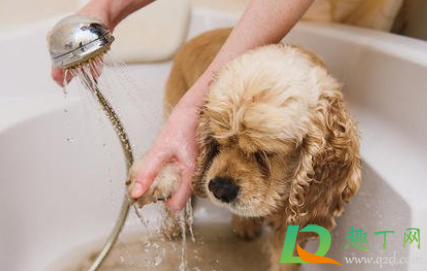 狗狗|怎么让狗狗喜欢洗澡