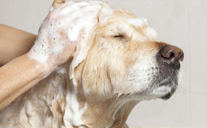 夏天刚满月的狗狗可以洗澡吗