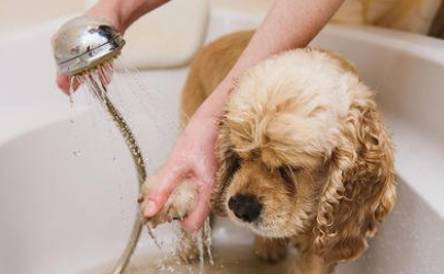 怎么让狗狗喜欢洗澡