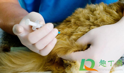 幼猫首次疫苗打几针1