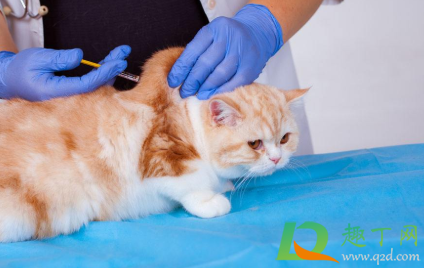 猫咪打疫苗起包是药没有吸收吗3