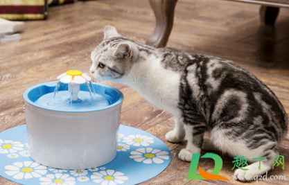 猫不爱喝水可以强灌吗2