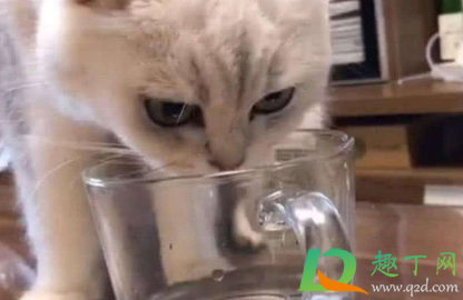 猫不爱喝水可以强灌吗3
