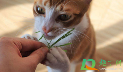 猫吃猫草毛球是吐出来的吗1