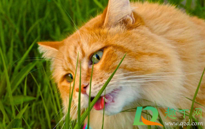猫吃猫草毛球是吐出来的吗2