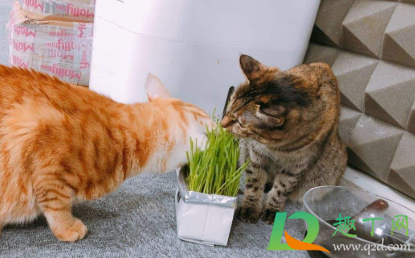 猫吃猫草毛球是吐出来的吗4