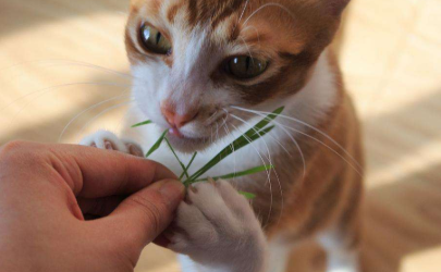 猫吃猫草毛球是吐出来的吗