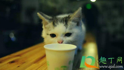 猫咪的羊奶凉了可以喝吗3