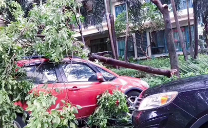台风天车被树砸了保险赔吗