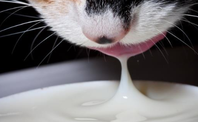 幼猫可以喝刚挤出来的羊奶吗