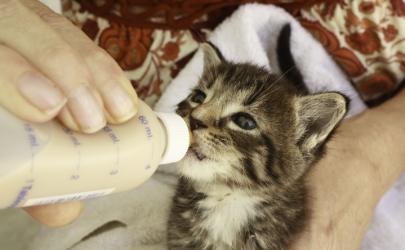 猫咪的羊奶凉了可以喝吗
