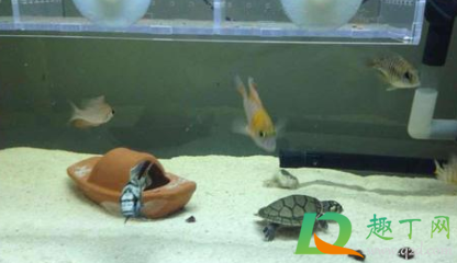 乌龟和鱼可以同时在鱼缸里养吗4