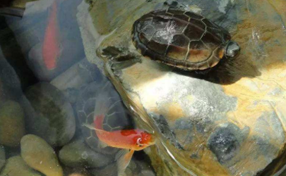 乌龟和鱼可以同时在鱼缸里养吗