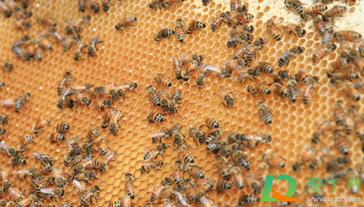 能把蜜蜂装在新买的蜂箱里吗3