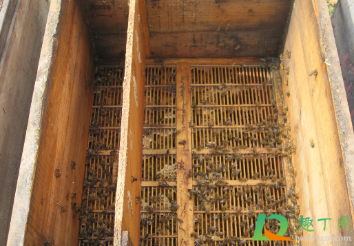 能把蜜蜂装在新买的蜂箱里吗2