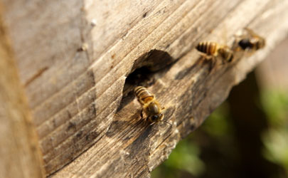 能把蜜蜂装在新买的蜂箱里吗