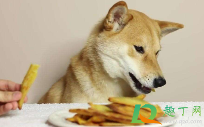 狗吃薯条一点点会死吗1