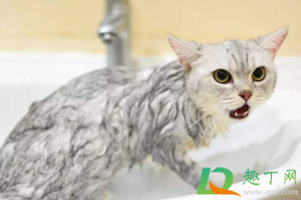 猫咪洗澡水温度一般多少度3