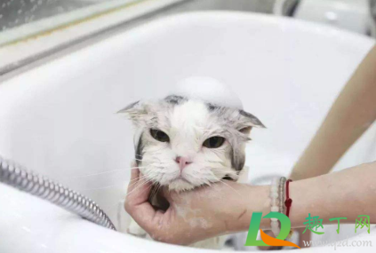 猫咪洗澡水温度一般多少度4