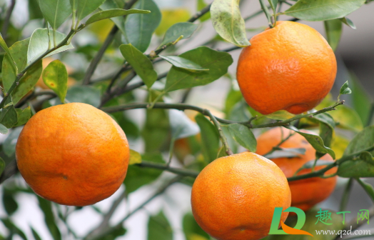 柑橘为何会得炭疽病1