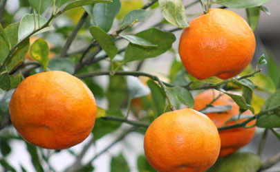 柑橘为何会得炭疽病