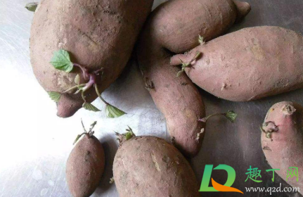 紫薯|紫薯如何保存不会发芽