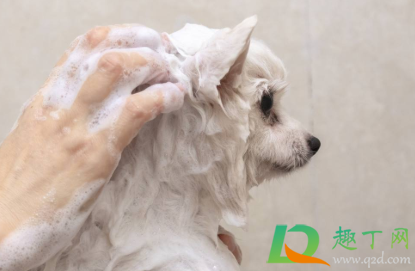 狗狗|狗狗皮肤病和沐浴露有关系吗