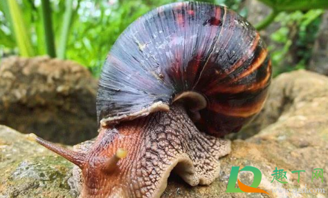 非洲大蜗牛有病毒吗2