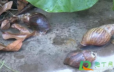 非洲大蜗牛有病毒吗3