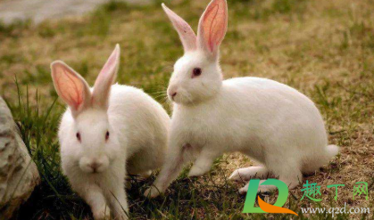 兔子|兔子可以一个笼子养两只吗