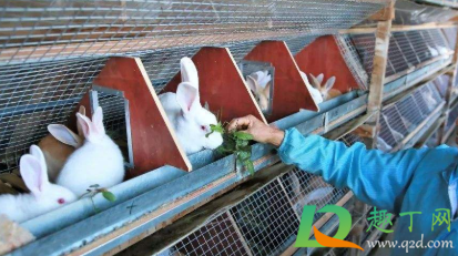 兔子可以一个笼子养两只吗3