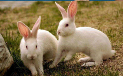 兔子可以一个笼子养两只吗