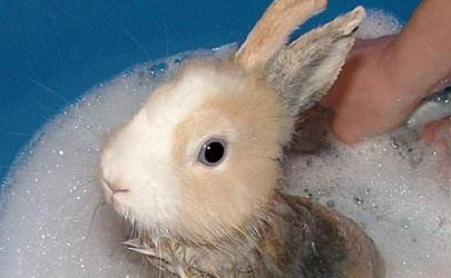 兔子几个月之后可以洗澡