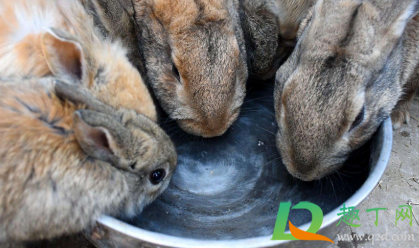 兔子喝水怎么喂4
