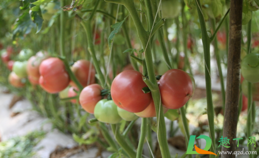 西红柿做肥料不发酵可以用吗2