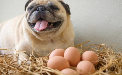 生鸡蛋泡狗粮可以给幼犬吃吗