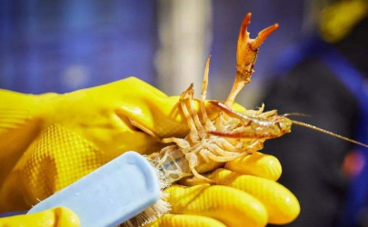 小龙虾怎么清洗寄生虫