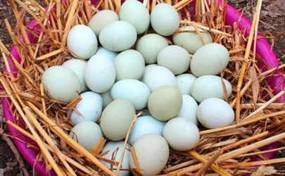 綠殼雞蛋騙局是什么