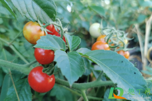 种植的番茄着色不良是什么原因1