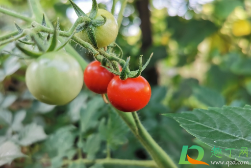 种植的番茄着色不良是什么原因2