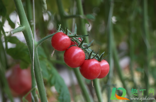 种植的番茄着色不良是什么原因3