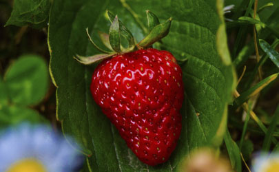 草莓上像发霉的白色是什么