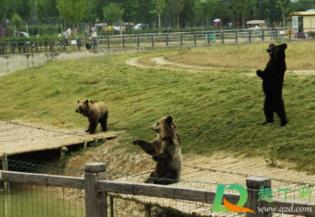 上海野生动物园熊伤人致死怎么回事1