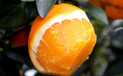 江西脐橙今年的产量怎么样