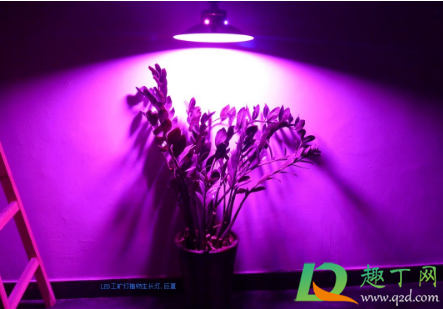植物补光灯能促进开花吗3